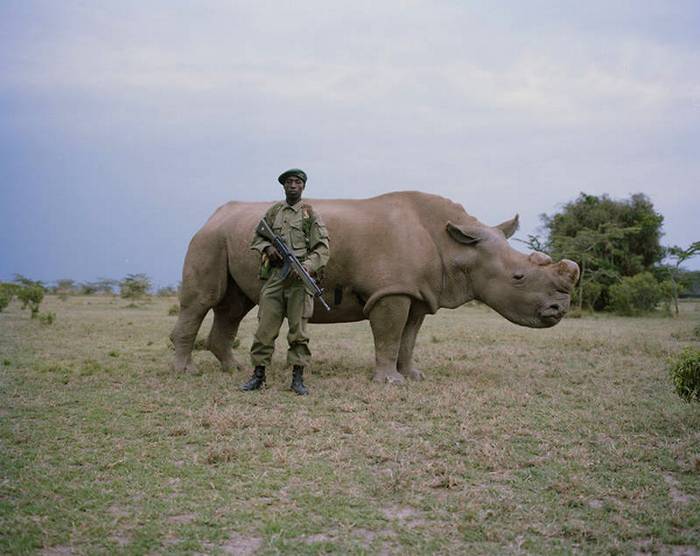 охрана носорогов