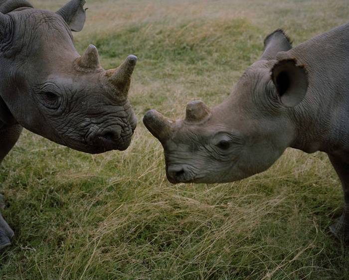 охрана носорогов