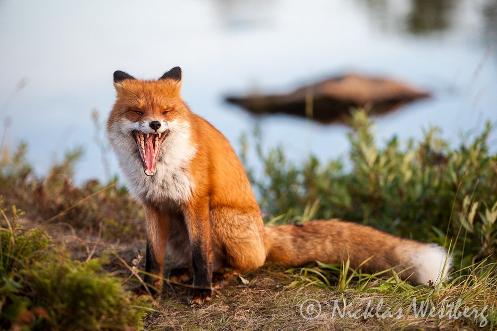 фото рыжей лисы