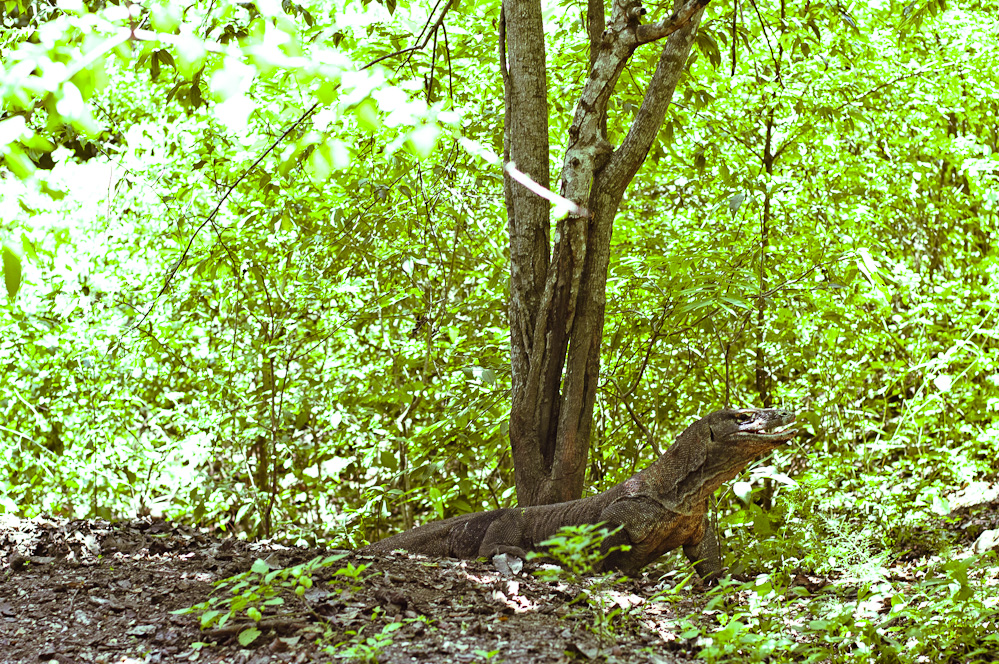 комодский варан в джунглях