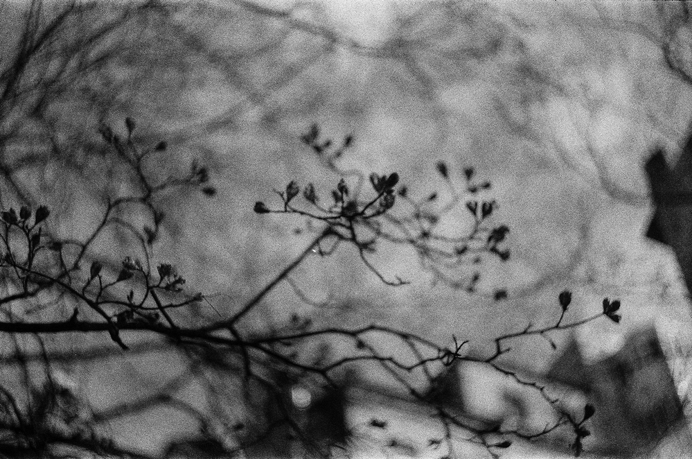 пленочная фотография фото