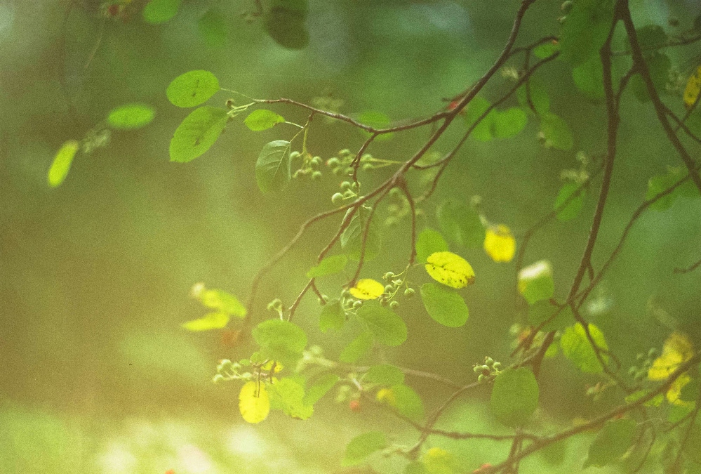 эффект пленочной фотографии