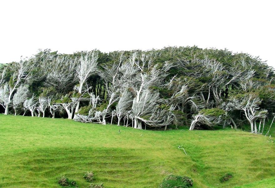 деревья новая зеландия