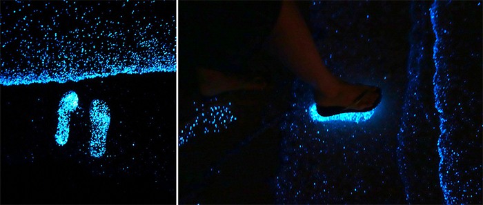 биолюминесцентный планктон