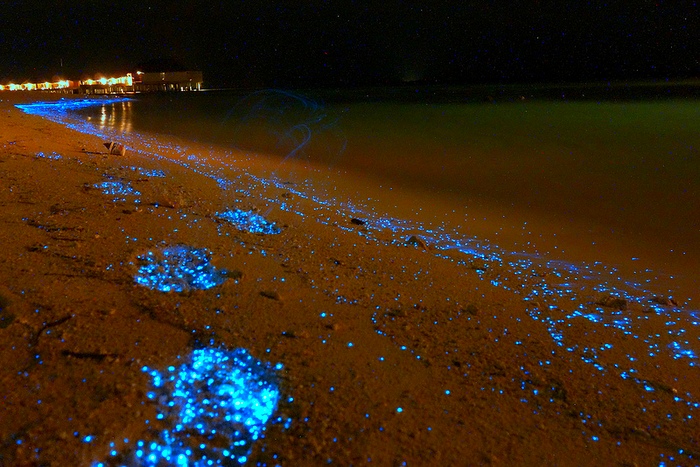 биолюминесцентный планктон