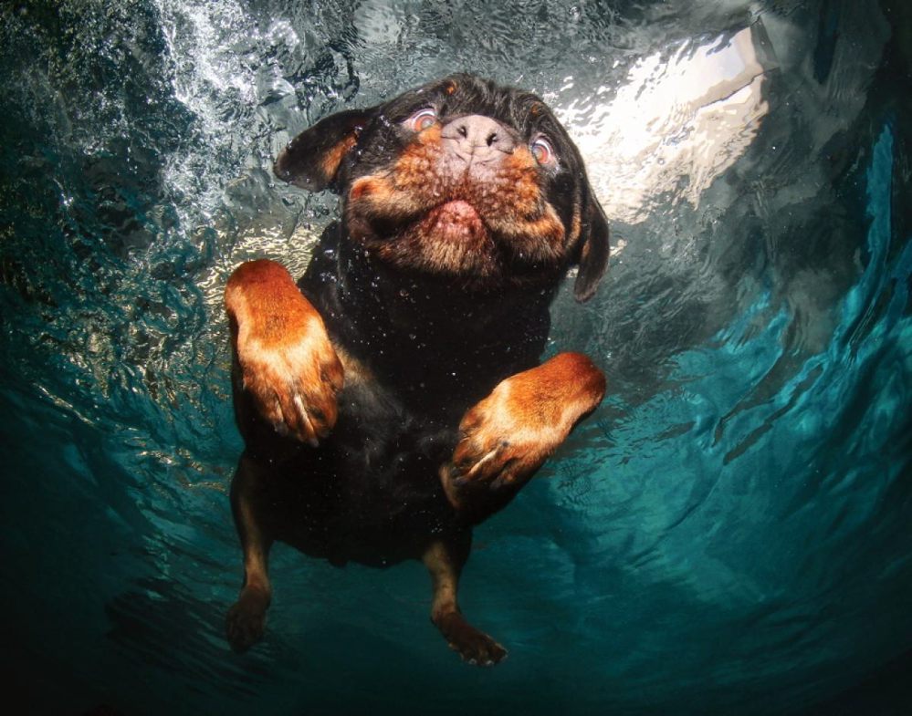 плавающие собаки