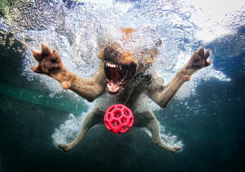 плавающие собаки