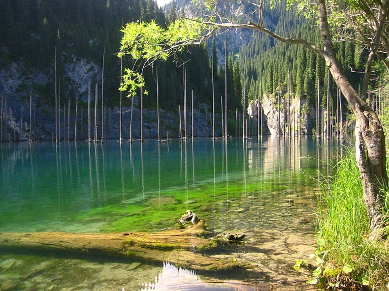 лес озеро