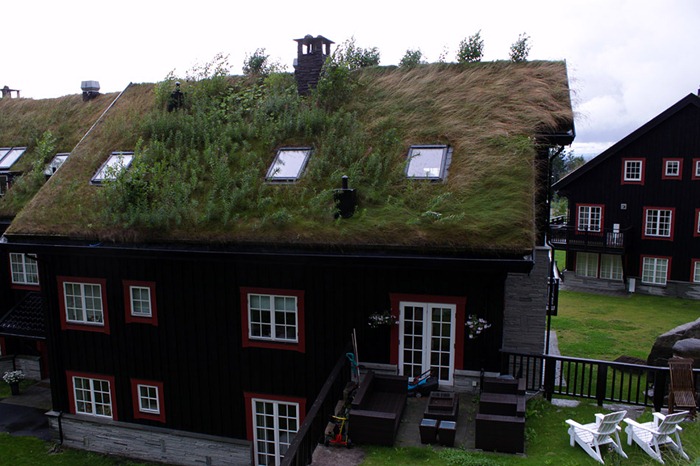 зелёные крыши