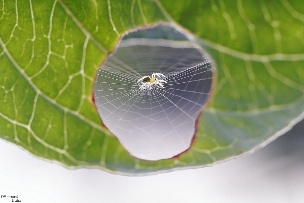 паук и лист