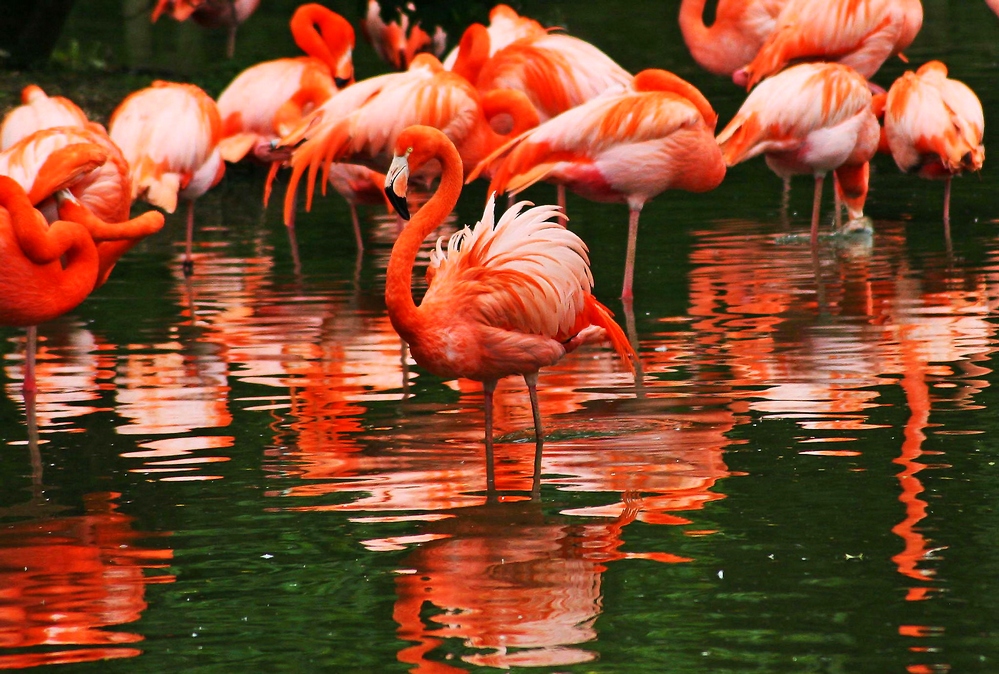 фото фламинго