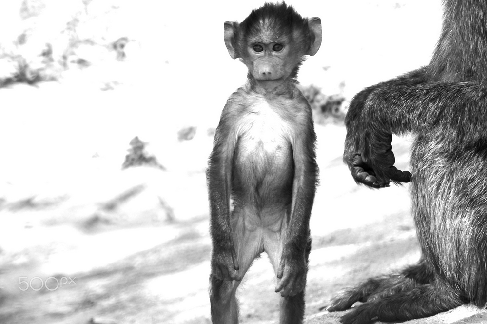 обезьяны фото