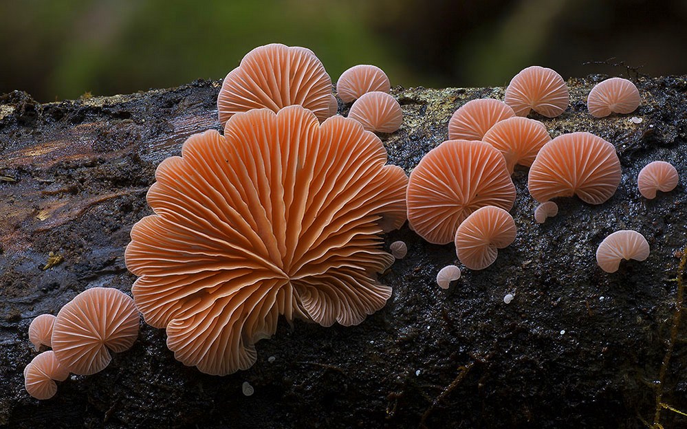 фото грибов