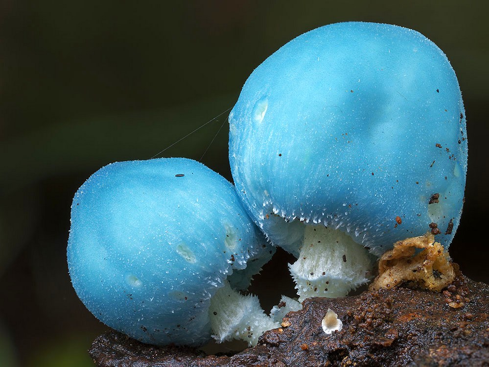 фото грибов