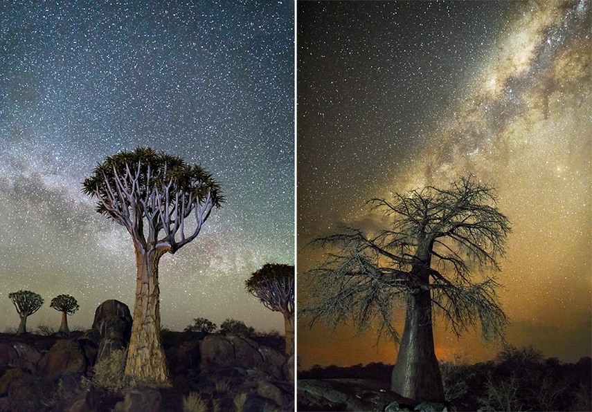деревья Африки