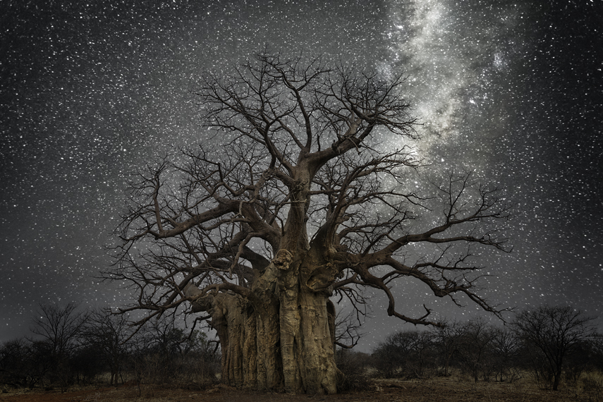 самые старые деревья Африки
