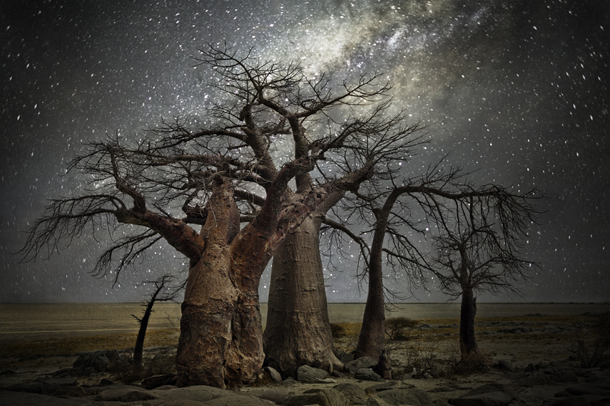 самые старые деревья Африки