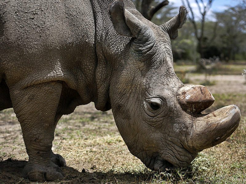 судан носорог