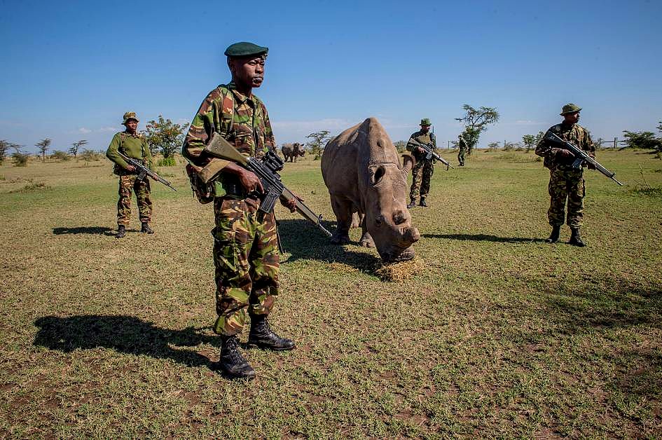 судан носорог
