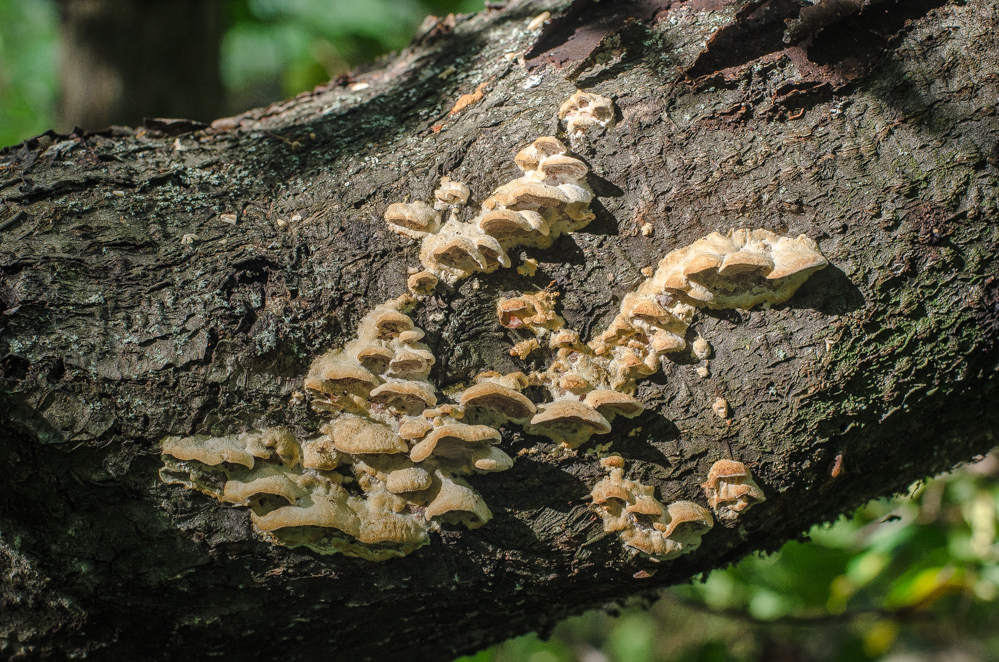 древесные грибы
