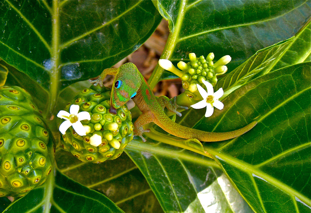 Madagascar-Gold-Dust-Day-Gecko.jpg