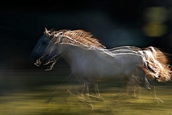 air-horses18.jpg