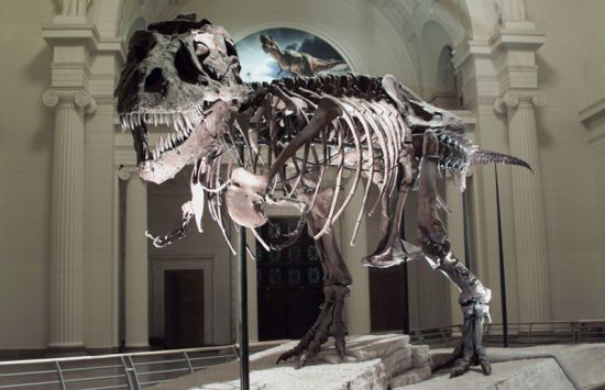 Тираннозавр рекс (скелет)