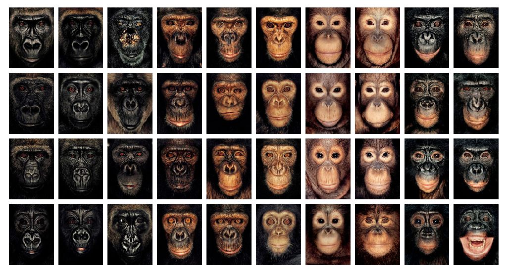 Типология обезьян