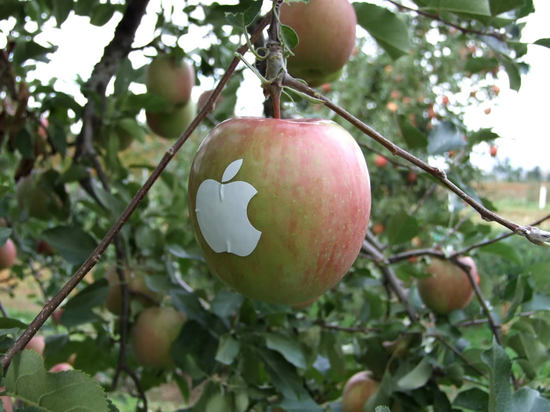 Яблоки Apple 3