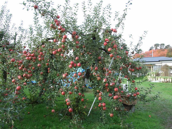 Яблоки Apple 4