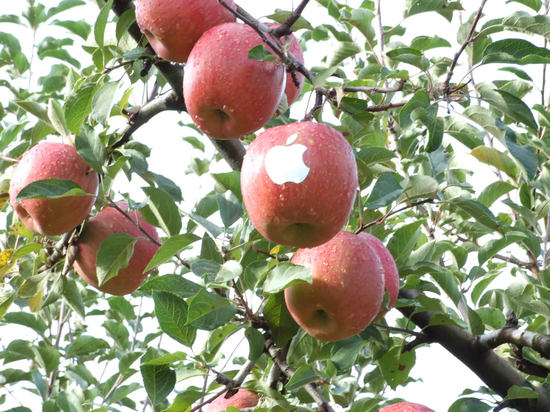 Яблоки Apple 5