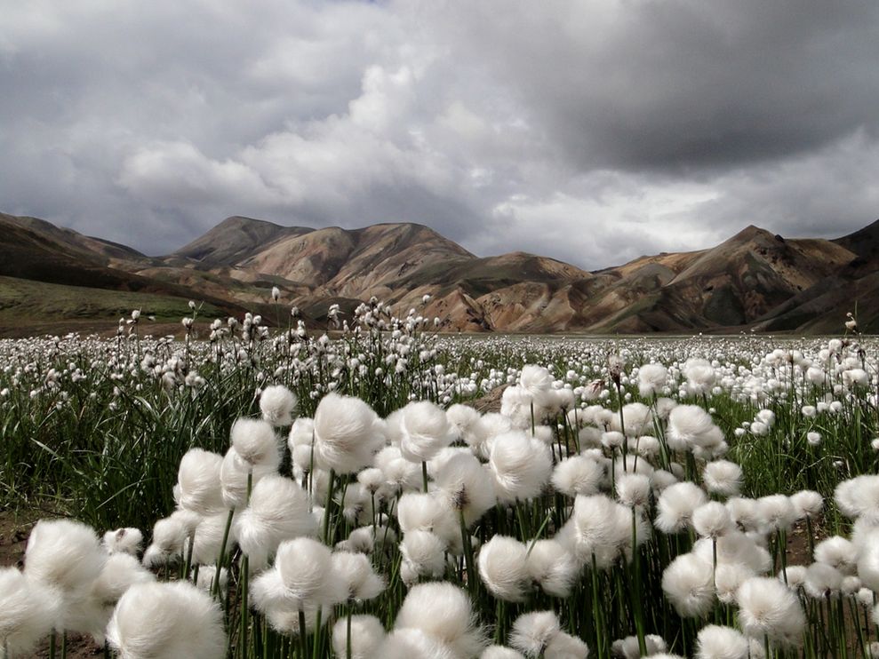 cotton-grass-iceland.jpg