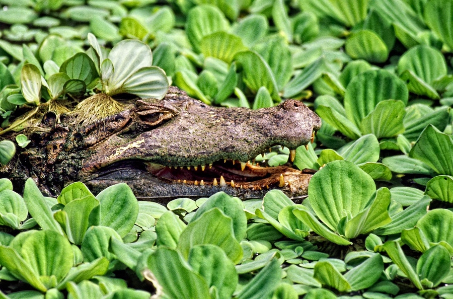 фото крокодила