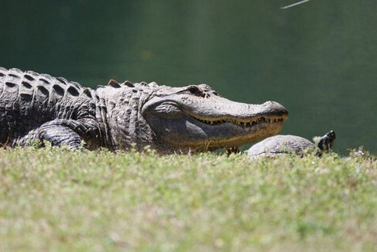 crocodile-and-turtle01.jpg