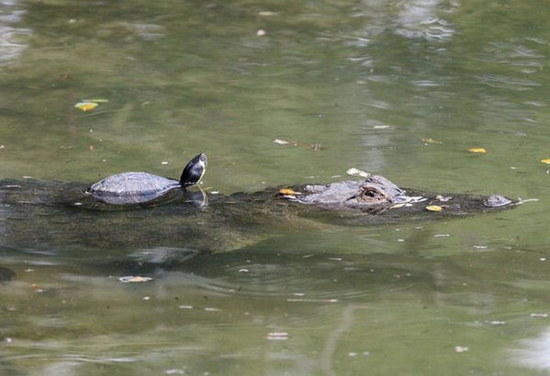 crocodile-and-turtle03.jpg