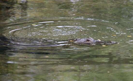 crocodile-and-turtle06.jpg
