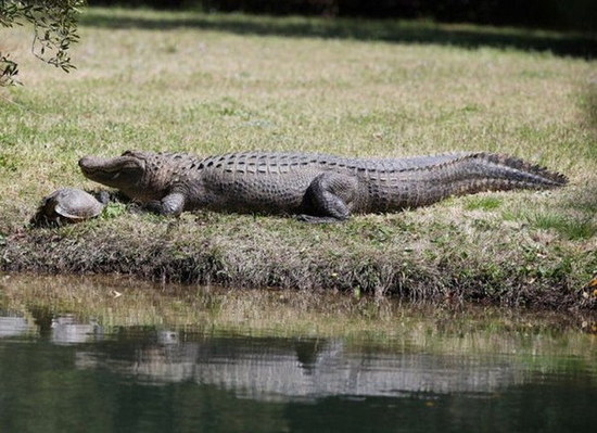 crocodile-and-turtle08.jpg