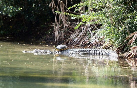 crocodile-and-turtle09.jpg