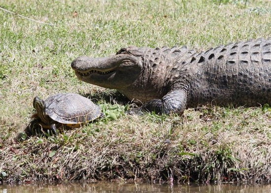 crocodile-and-turtle11.jpg