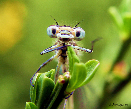 Фото насекомых - Стрекоза
