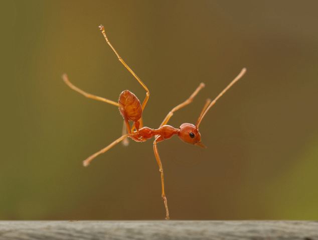 Танцующий муравей