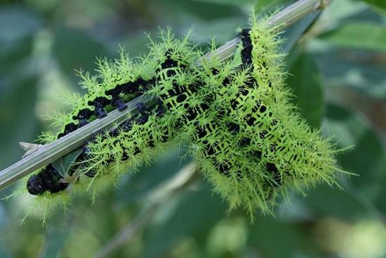 deadliest-caterpillar02.jpg