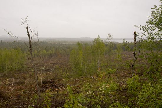 Вырубка леса 3