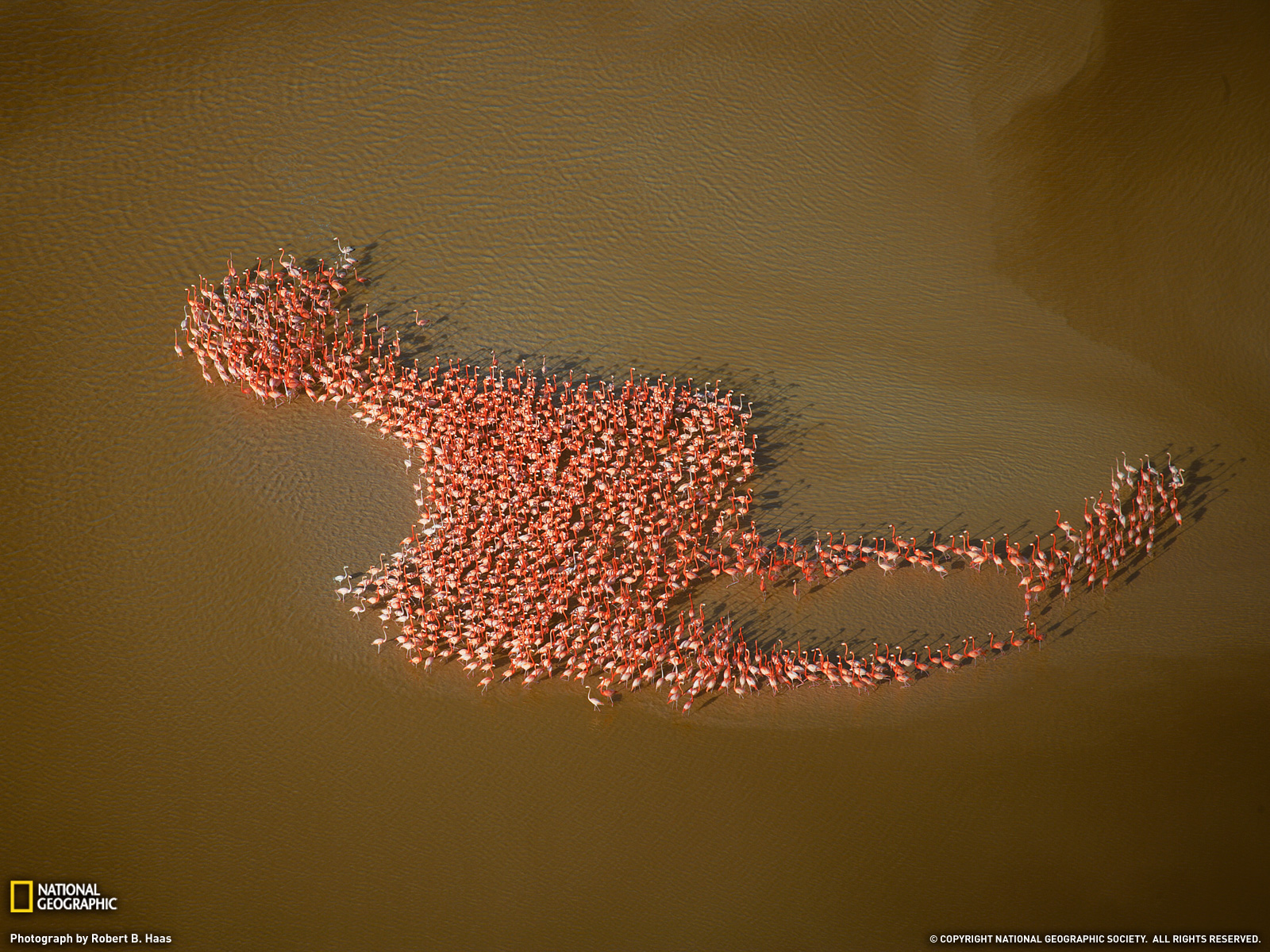 flamingos01.jpg