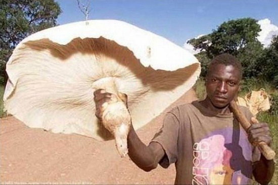 Самые большие грибы