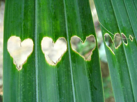 hearts-in-nature06.jpg