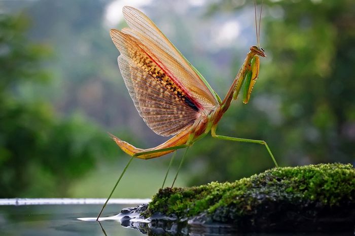 indonesian-mantise.jpg
