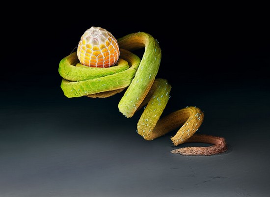 insect-eggs01.jpg