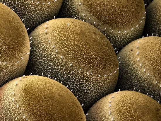 insect-eggs02.jpg