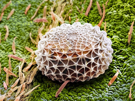 insect-eggs05.jpg